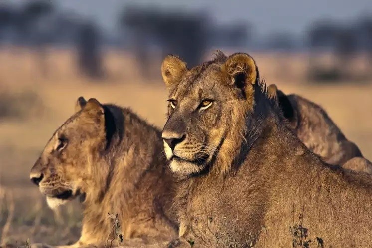 Top 10 Best Africa Wildlife Tours and Travel Companies in Delhi India