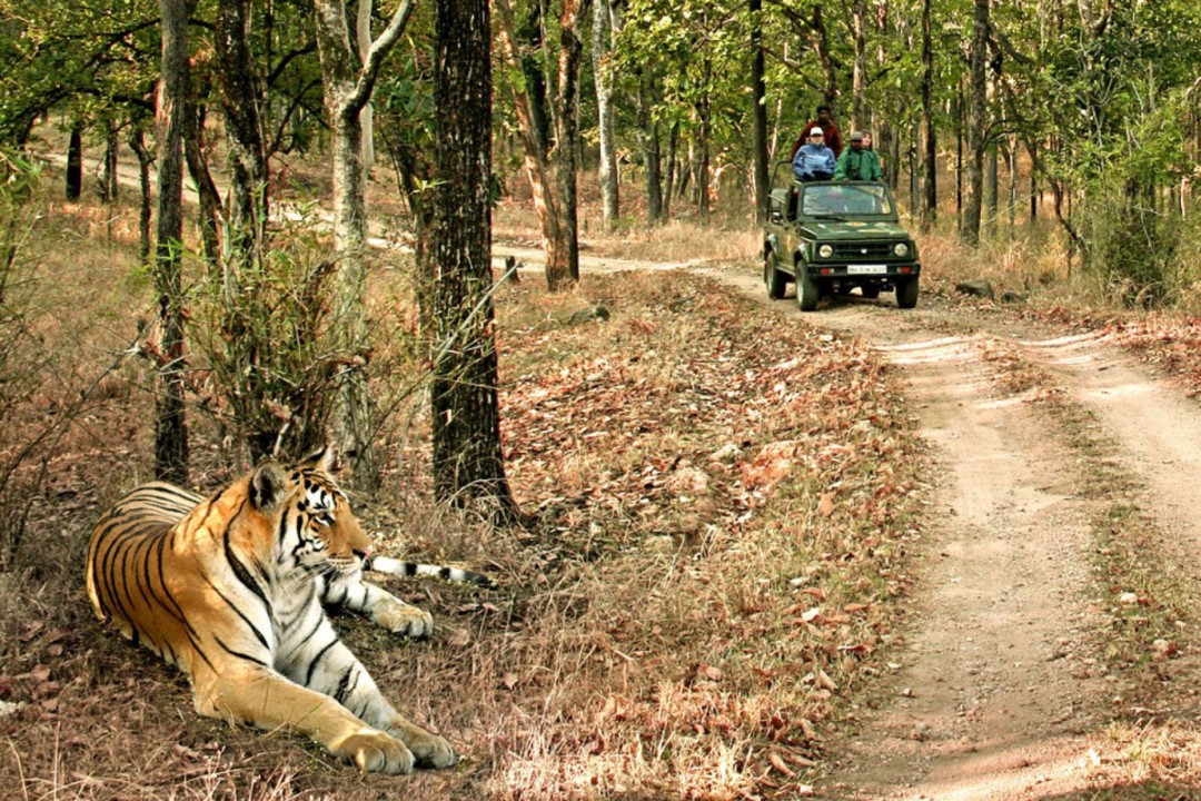 Top 10 Best Wildlife Travel and Tour Companies in Delhi India