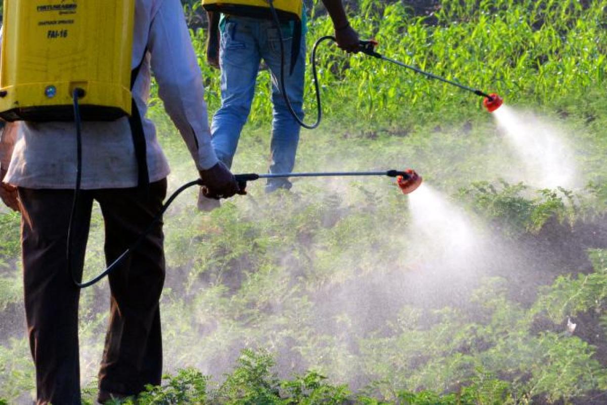 Insecticide License Consultants
