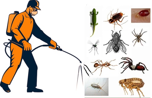 Top 5 Best Pest Control License Consultants in Delhi India