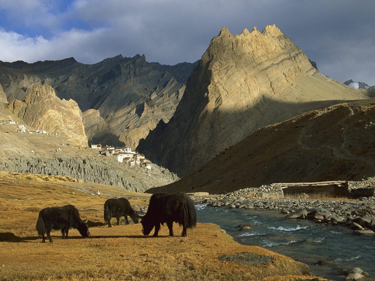 Top 10 Best Wildlife Tours of Ladakh