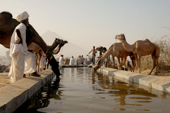 pushkar fair 